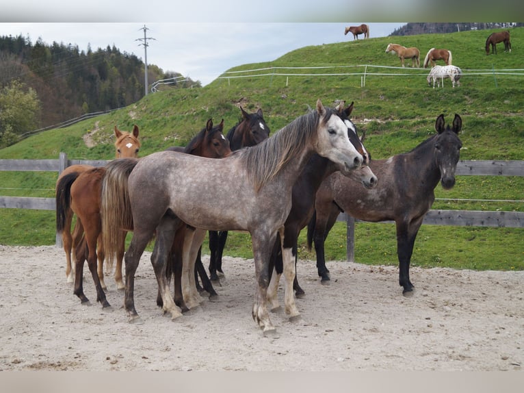 Arabo Beduino (Asil) Stallone 2 Anni 160 cm Può diventare grigio in Achenkirch