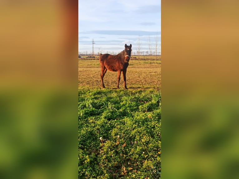 Arabo Beduino (Asil) Stallone 2 Anni Baio nero in Beled