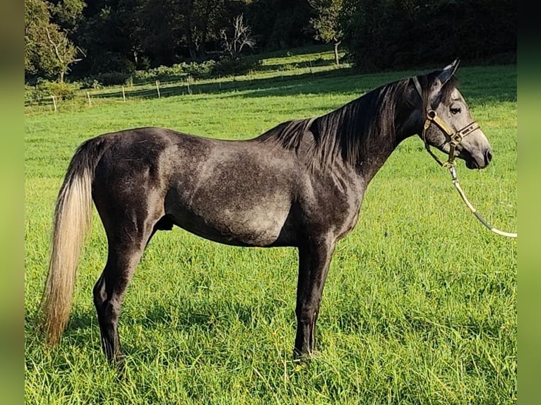 Arabo Beduino (Asil) Stallone 3 Anni 150 cm Grigio ferro in Gersheim