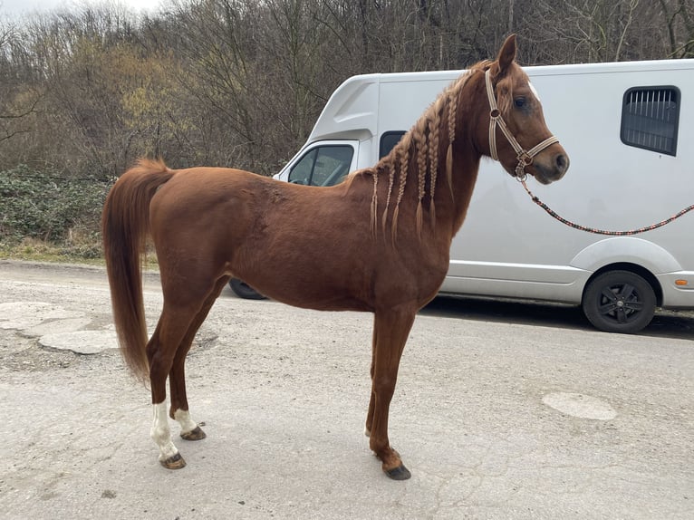 Arabo Beduino (Asil) Stallone 3 Anni 150 cm Sauro in Gelsenkirchen