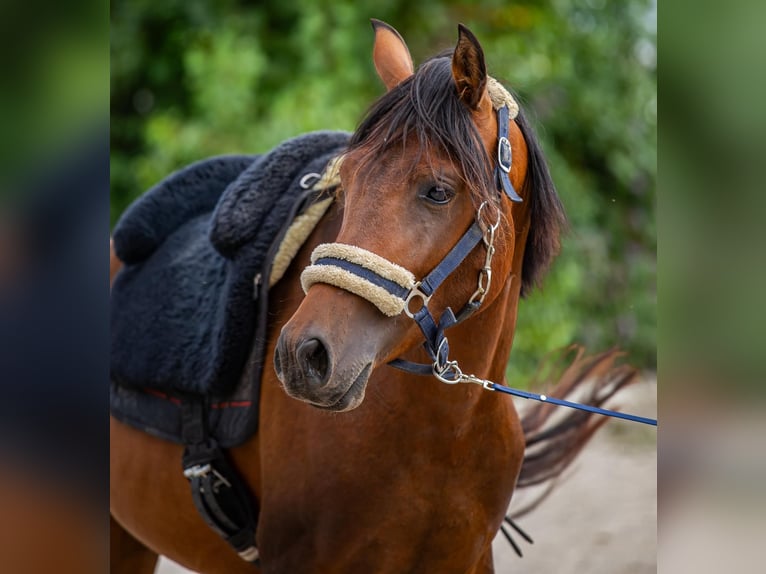 Arabo Beduino (Asil) Mix Stallone 3 Anni Baio in Binzen