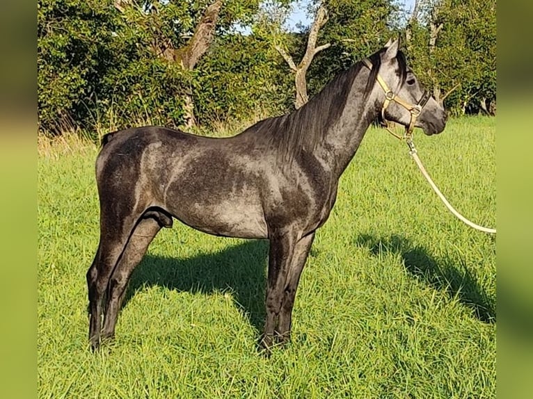 Arabo Beduino (Asil) Stallone 4 Anni 150 cm Grigio ferro in Gersheim