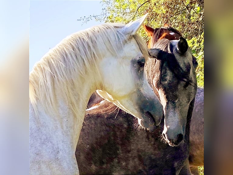 Arabo Beduino (Asil) Stallone 4 Anni 154 cm Grigio in Gersheim