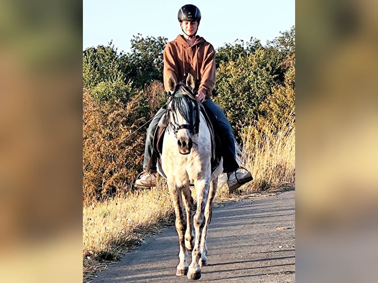 Arabo Beduino (Asil) Castrone 10 Anni 154 cm  in Gersheim