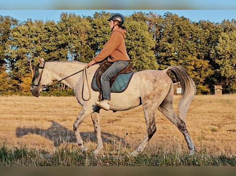Arabo Beduino (Asil) Castrone 10 Anni 154 cm Grigio in Gielert