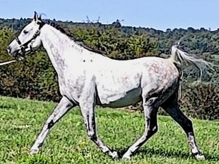 Arabo Beduino (Asil) Castrone 10 Anni 155 cm Grigio in Gersheim