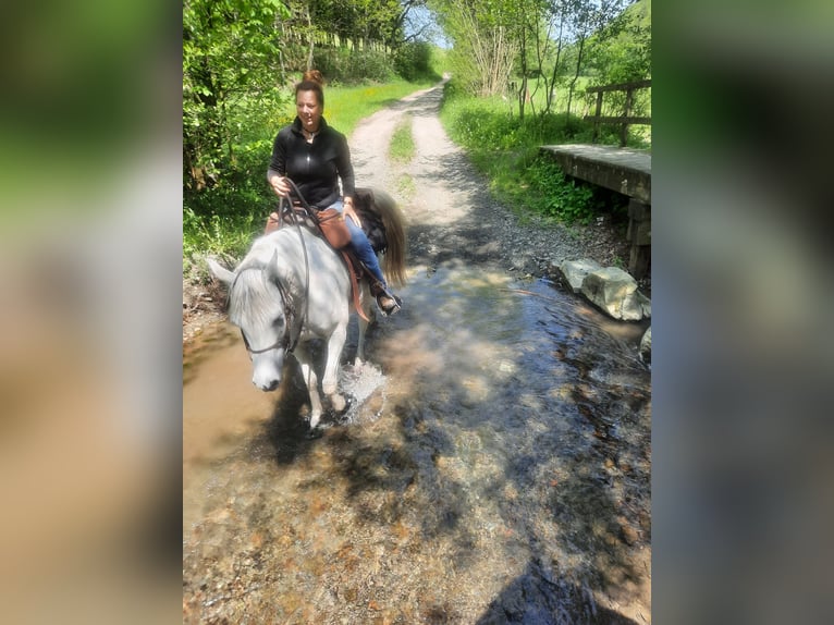 Arabo Beduino (Asil) Castrone 13 Anni 153 cm Grigio in Sontheim an der Brenz