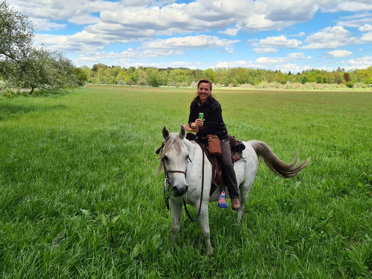 Arabo Beduino (Asil) Castrone 13 Anni 153 cm Grigio in Sontheim an der Brenz