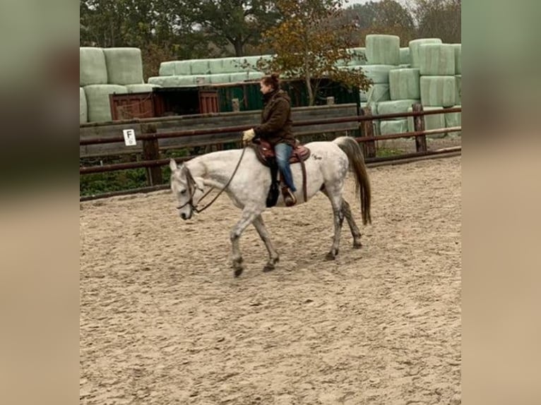 Arabo Beduino (Asil) Castrone 13 Anni 153 cm Grigio in Sontheim an der Brenz