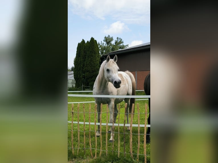 Arabo Beduino (Asil) Castrone 14 Anni 153 cm Grigio in Sontheim an der Brenz