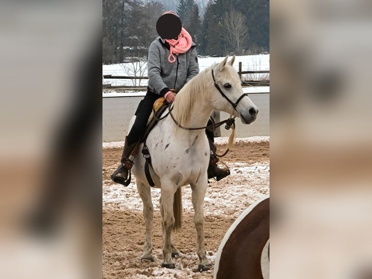 Arabo Beduino (Asil) Castrone 14 Anni 153 cm Grigio in Sontheim an der Brenz