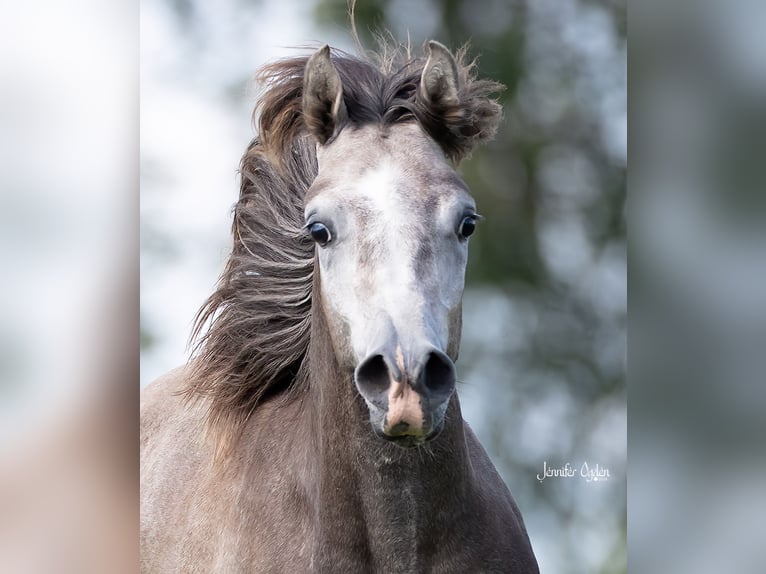 Arabo Beduino (Asil) Castrone 2 Anni 154 cm Può diventare grigio in Friedensthal