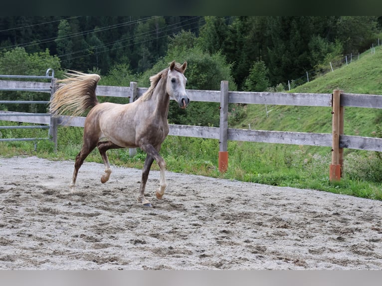 Arabo Beduino (Asil) Castrone 2 Anni 158 cm Falbo baio in Achenkirch