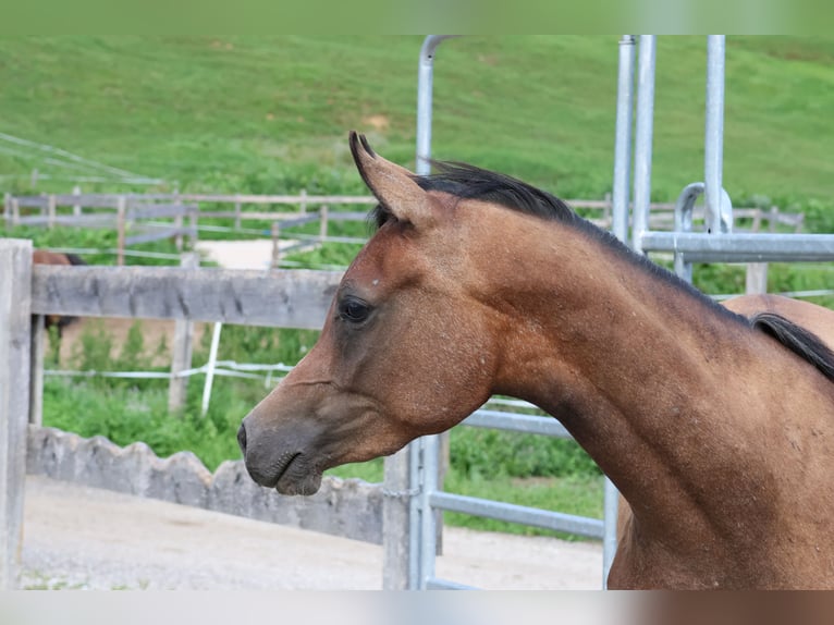 Arabo Beduino (Asil) Castrone 2 Anni 158 cm Falbo baio in Achenkirch