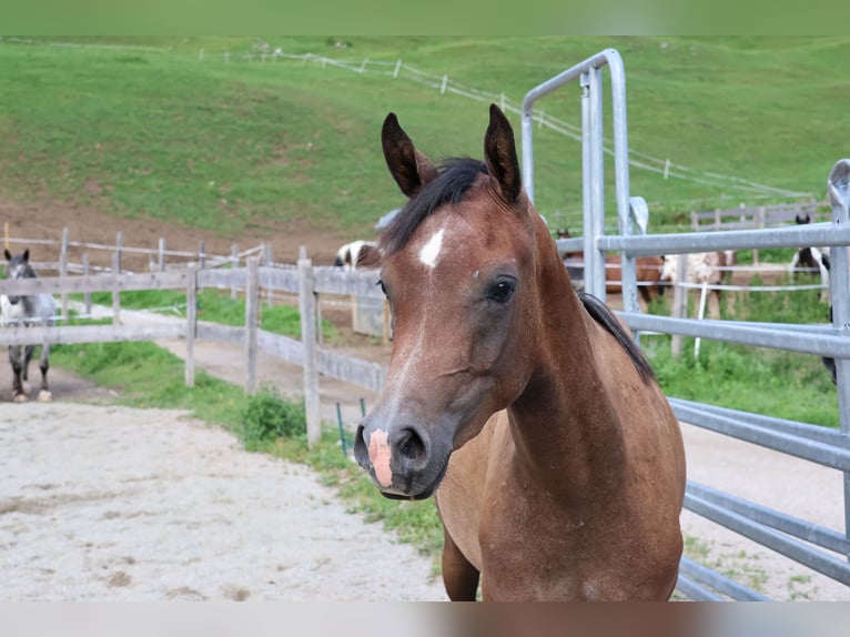 Arabo Beduino (Asil) Castrone 2 Anni 158 cm Falbo baio in Achenkirch