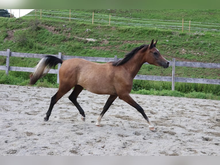 Arabo Beduino (Asil) Castrone 2 Anni 158 cm Falbo baio in Achenkirch