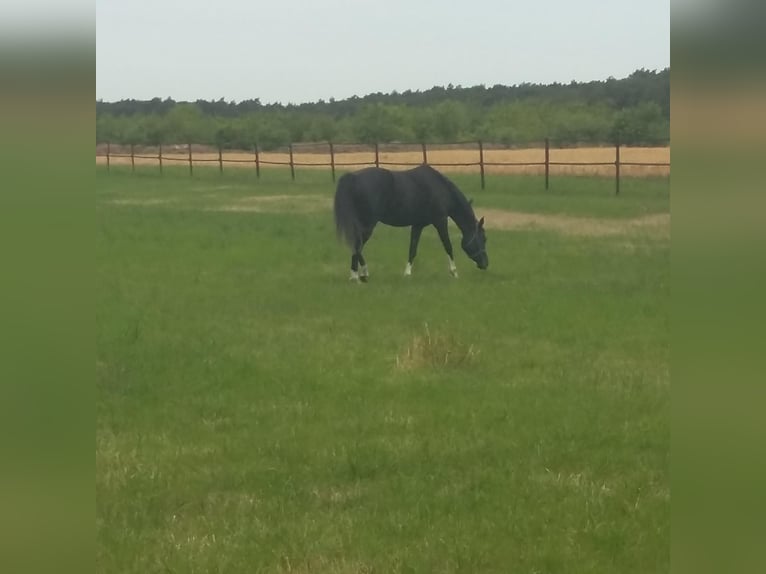 Arabo Beduino (Asil) Castrone 4 Anni 155 cm Morello in Lommel