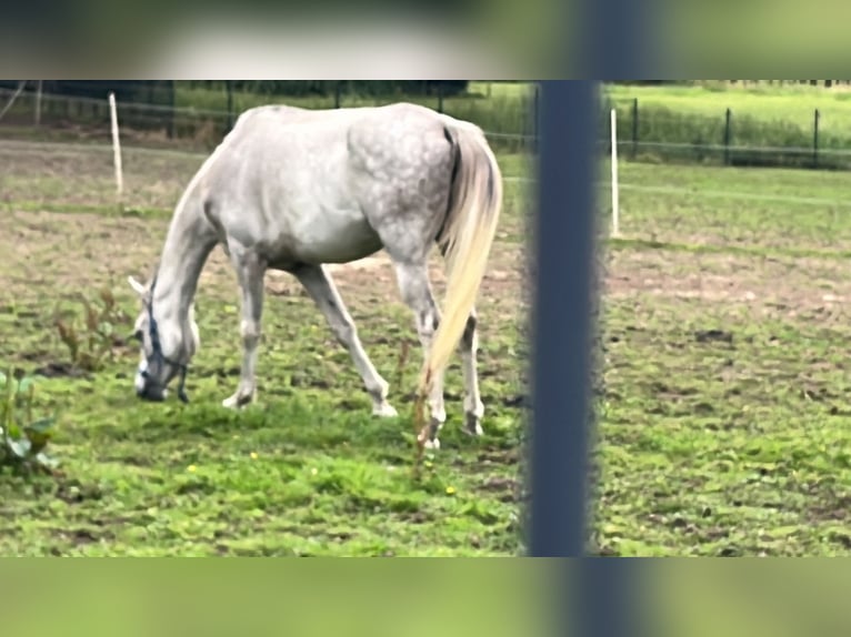 Arabo Beduino (Asil) Castrone 5 Anni 165 cm Grigio in Veerle-Laakdal