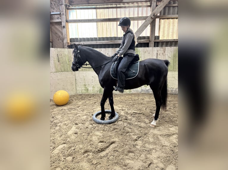 Arabo Beduino (Asil) Castrone 7 Anni 156 cm Baio nero in Bern