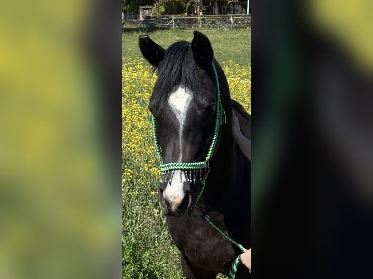 Arabo Beduino (Asil) Castrone 7 Anni 156 cm Baio nero in Bern