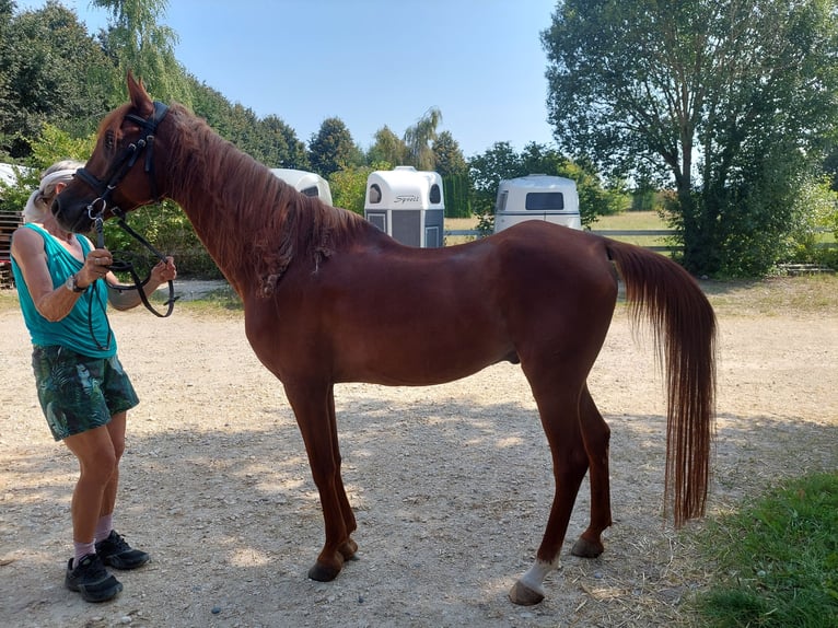 Arabo Beduino (Asil) Castrone 8 Anni 154 cm Sauro in Stockach