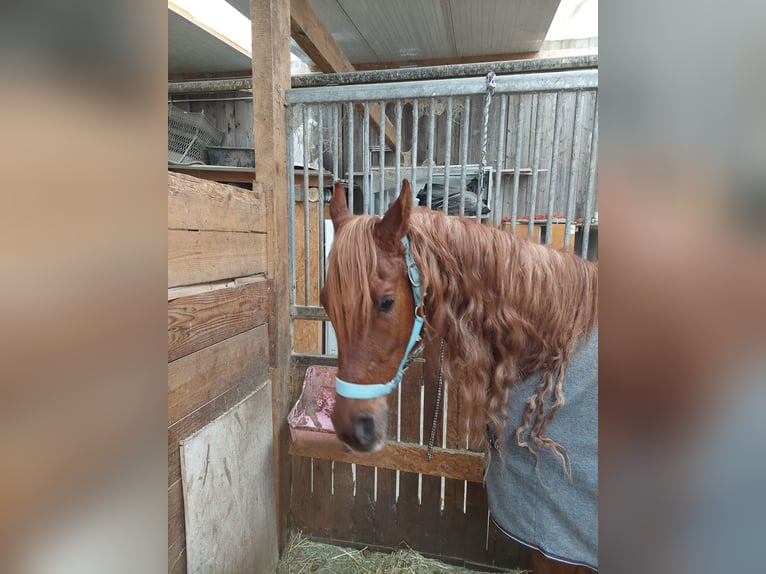 Arabo Beduino (Asil) Castrone 8 Anni 154 cm Sauro in Stockach