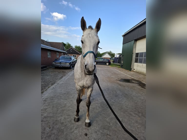Arabo Beduino (Asil) Castrone 8 Anni 161 cm Grigio pezzato in Almelo