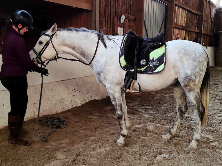 Arabo Beduino (Asil) Castrone 9 Anni 155 cm Grigio in Gersheim