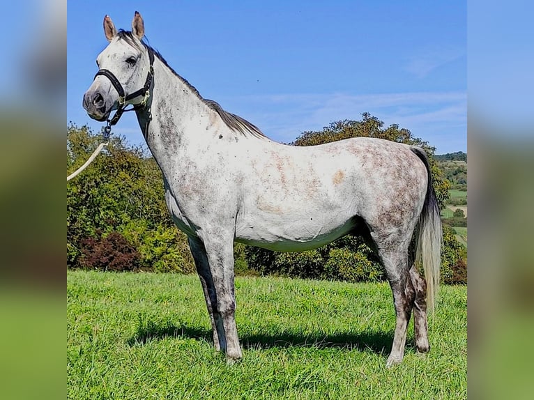 Arabo Beduino (Asil) Castrone 9 Anni 155 cm Grigio in Gersheim