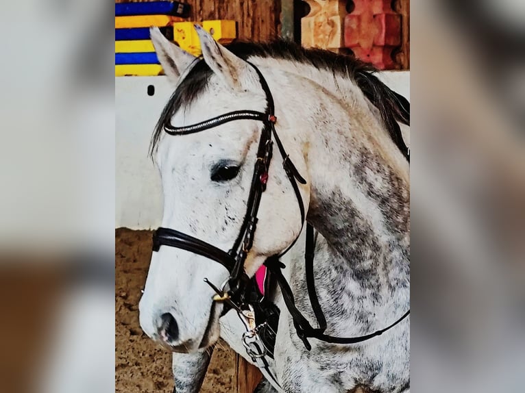 Arabo Beduino (Asil) Castrone 9 Anni 155 cm Grigio in Gersheim