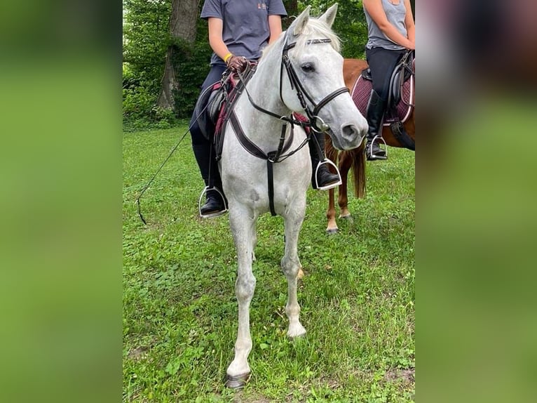 Arabo Beduino (Asil) Giumenta 12 Anni 144 cm Grigio in Rietberg