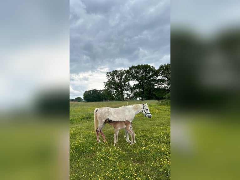Arabo Beduino (Asil) Giumenta 12 Anni 144 cm Grigio in Rietberg