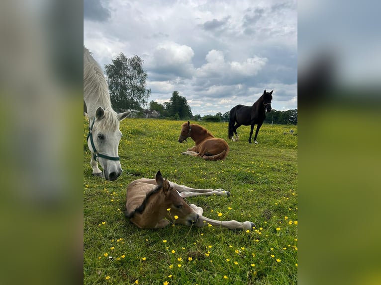 Arabo Beduino (Asil) Giumenta 12 Anni 144 cm Grigio in Rietberg