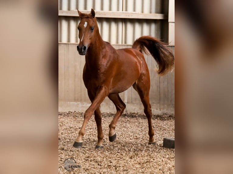 Arabo Beduino (Asil) Giumenta 12 Anni 144 cm Grigio in Rietberg