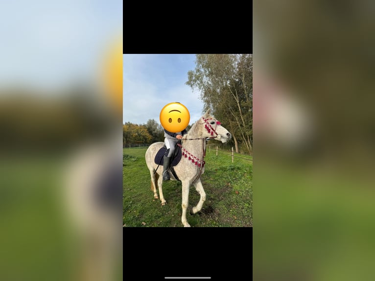 Arabo Beduino (Asil) Giumenta 16 Anni 155 cm Bianco in Lokeren