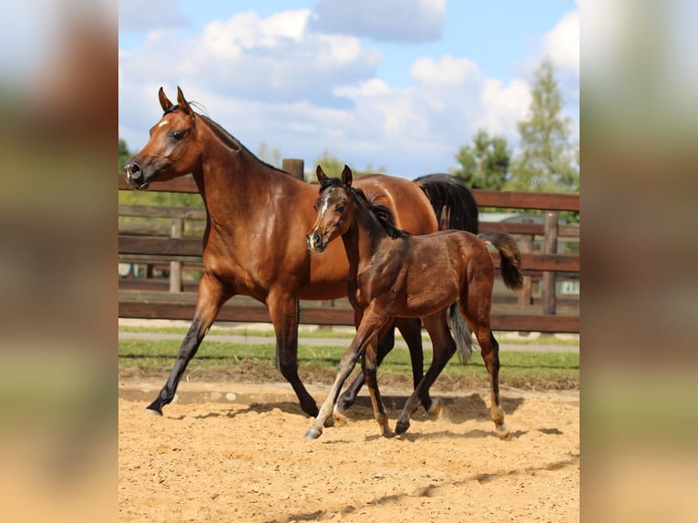 Arabo Beduino (Asil) Giumenta 1 Anno 125 cm Baio in Cromvoirt