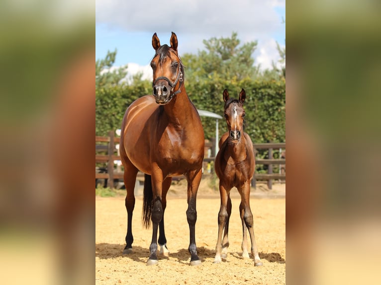 Arabo Beduino (Asil) Giumenta 1 Anno 125 cm Baio in Cromvoirt
