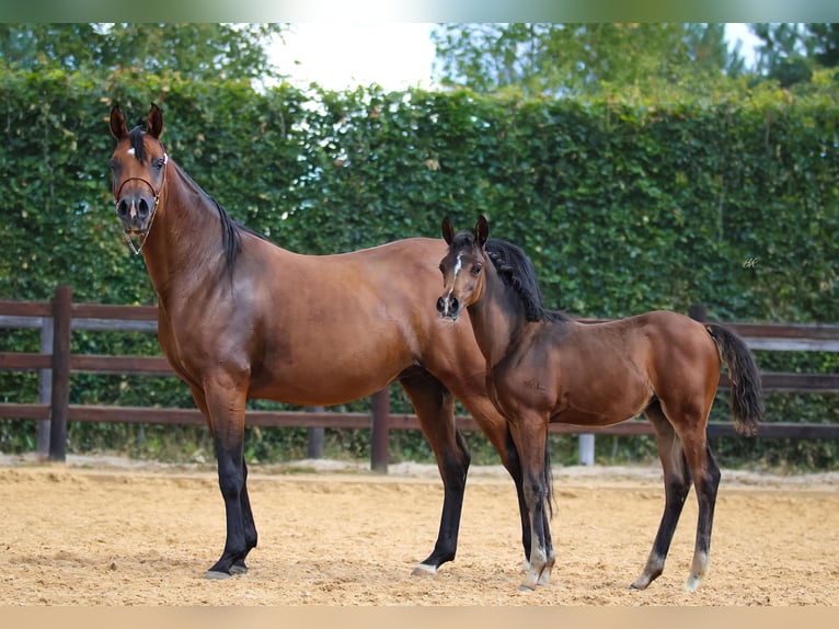 Arabo Beduino (Asil) Giumenta 1 Anno 125 cm Baio in Cromvoirt
