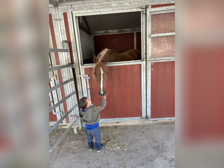 Arabo Beduino (Asil) Giumenta 3 Anni 155 cm Sauro scuro in Alfeld (Leine)