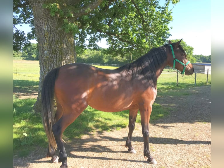 Arabo Beduino (Asil) Giumenta 4 Anni 153 cm Baio scuro in VERNON