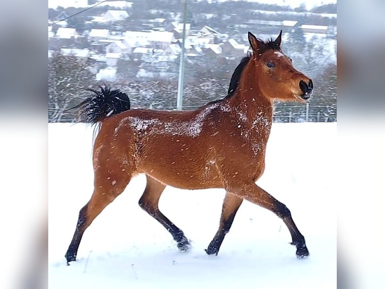 Arabo Beduino (Asil) Giumenta 4 Anni Baio in Gersheim
