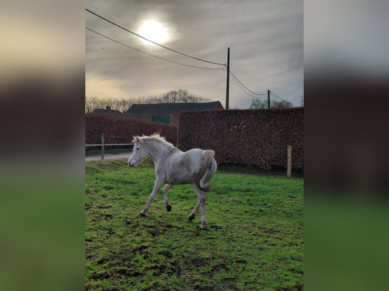 Arabo Beduino (Asil) Giumenta 6 Anni Grigio in Poppel