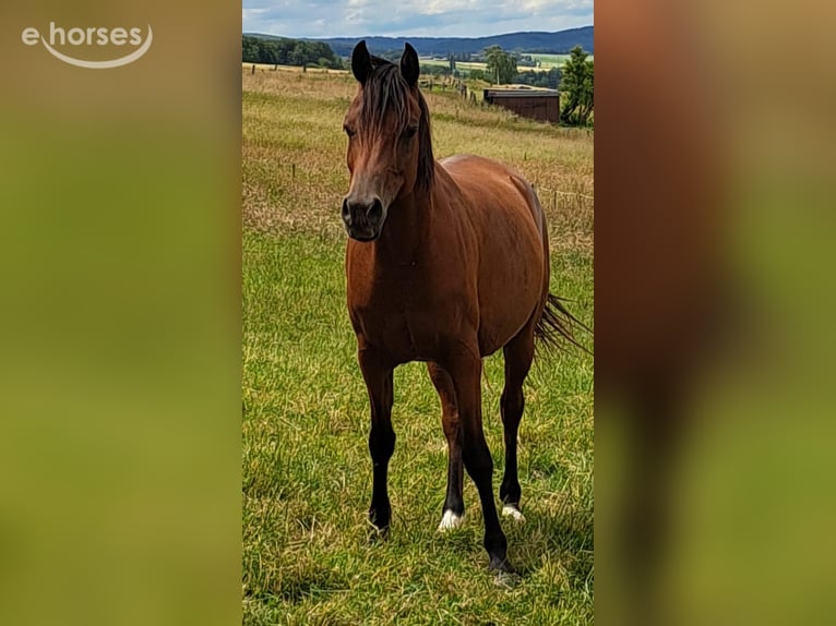 Arabo Beduino (Asil) Giumenta 8 Anni 155 cm Baio in Bosau