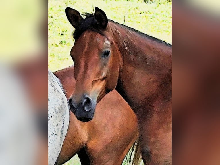 Arabo Beduino (Asil) Giumenta 8 Anni Baio in Gersheim