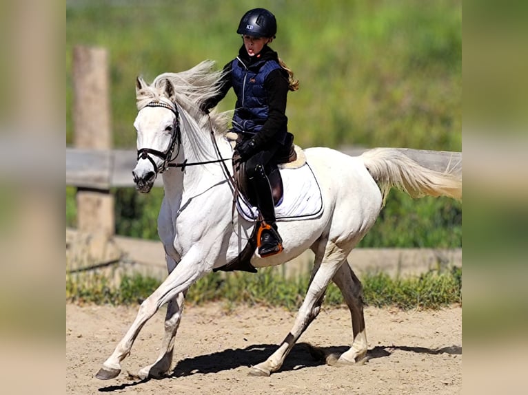 Arabo Beduino (Asil) Giumenta 9 Anni 155 cm Grigio in Schellweiler