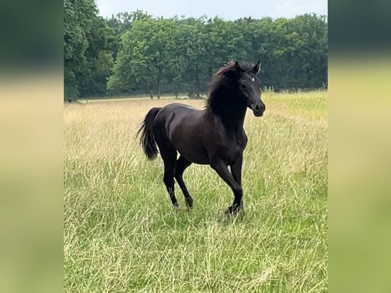 Arabo Beduino (Asil) Stallone 1 Anno 145 cm Morello in VERNON