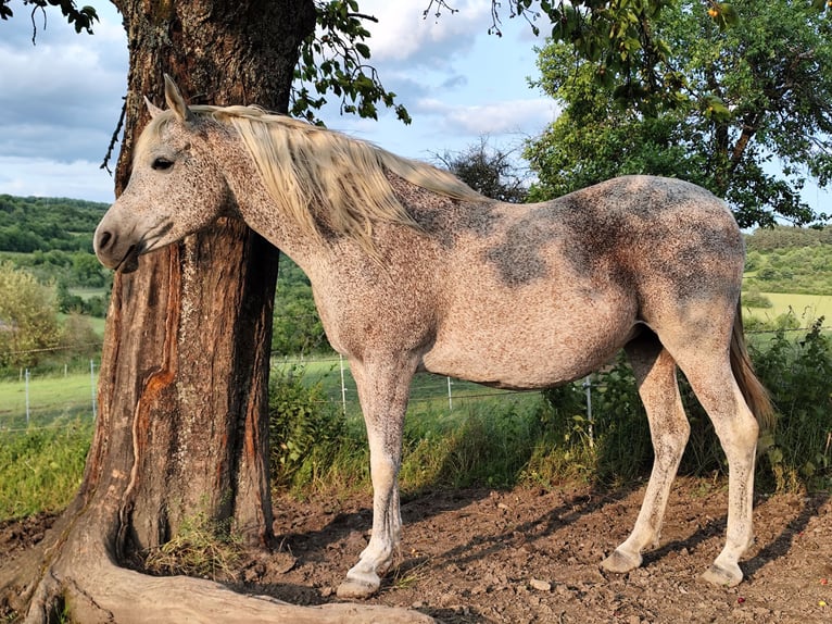 Arabo Beduino (Asil) Stallone 2 Anni 148 cm Baio in Gersheim