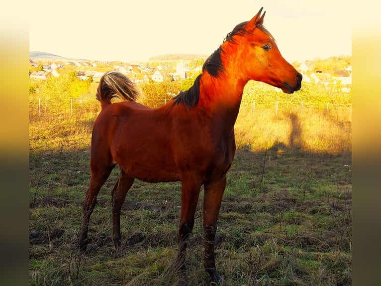Arabo Beduino (Asil) Stallone 2 Anni 148 cm Baio in Gersheim