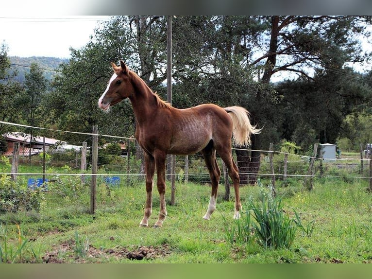 Arabo Beduino (Asil) Stallone 2 Anni Rabicano in Wimmenau