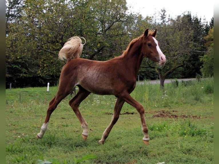 Arabo Beduino (Asil) Stallone 2 Anni Rabicano in Wimmenau
